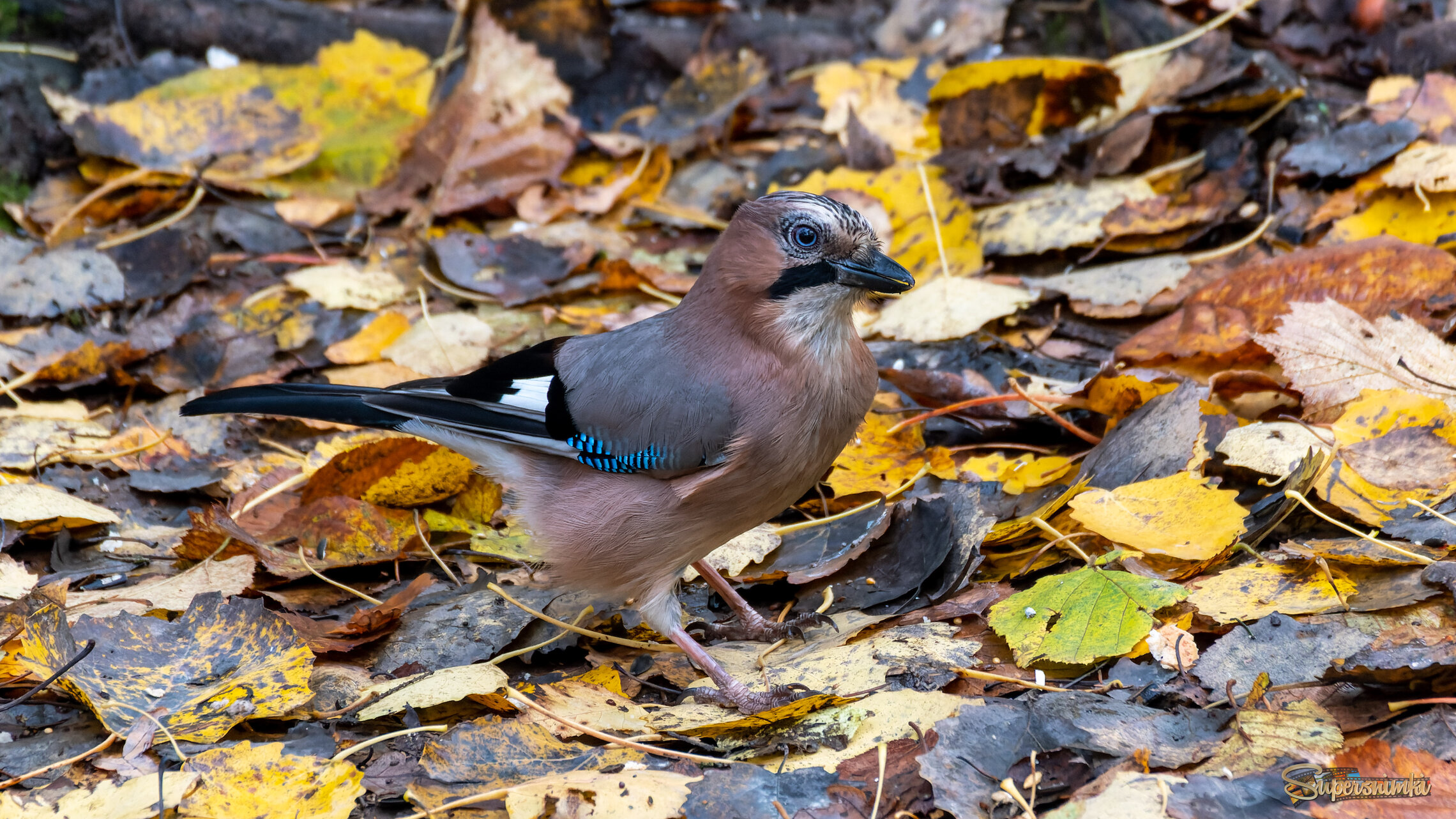 На осенних листьях .