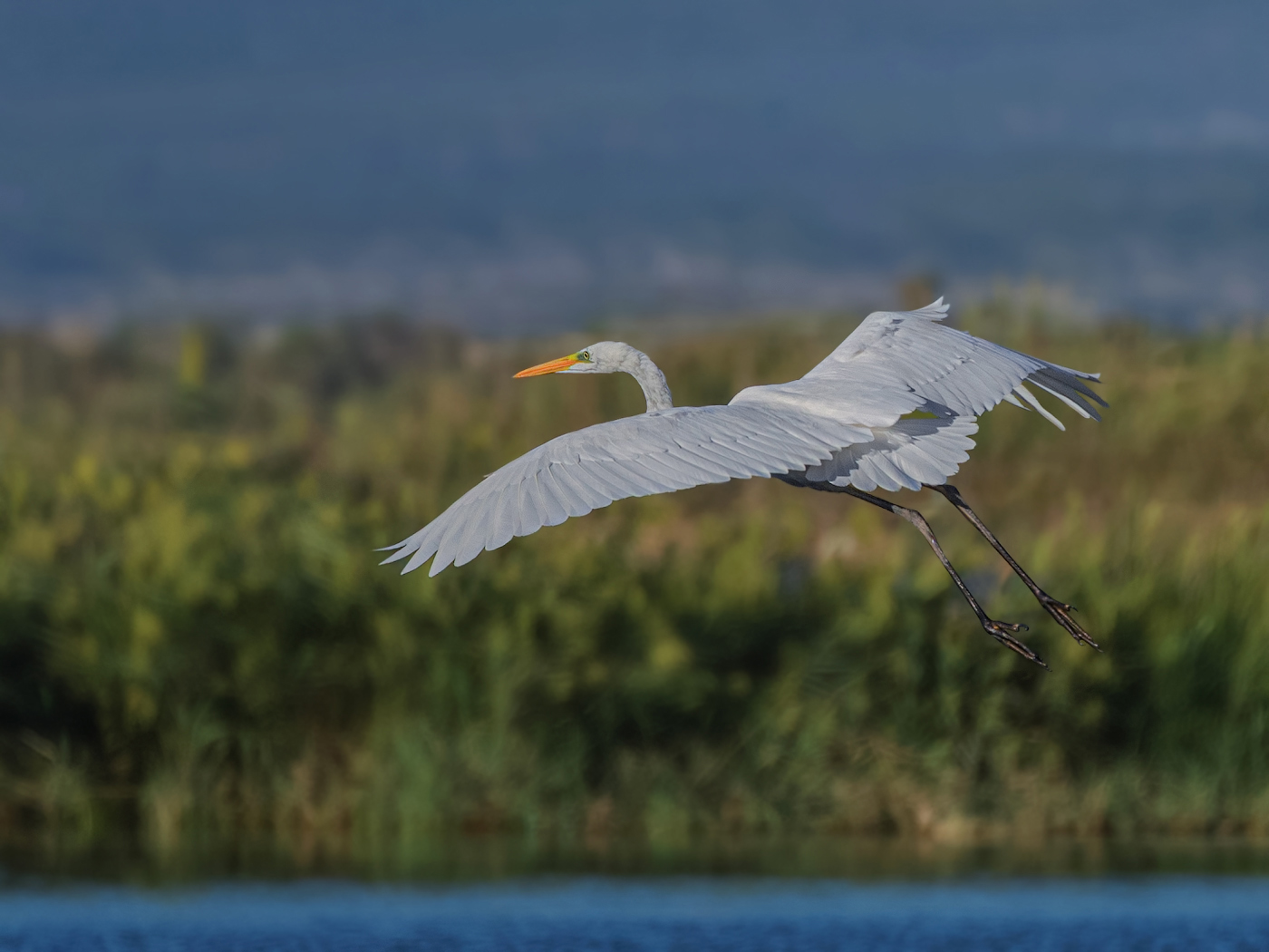Цапля: балансирование и взлет