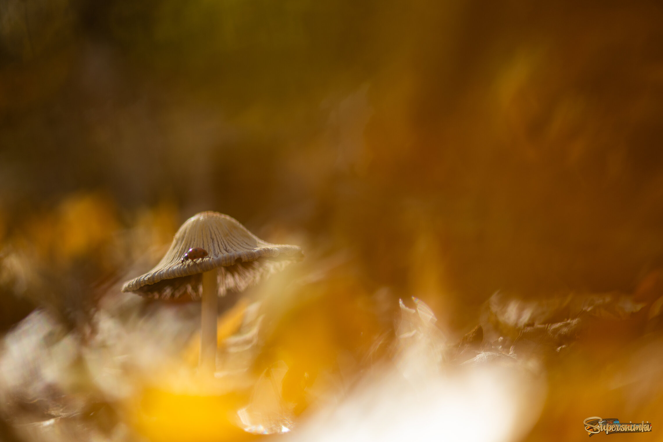 "Спасаясь от пламени осени..."
