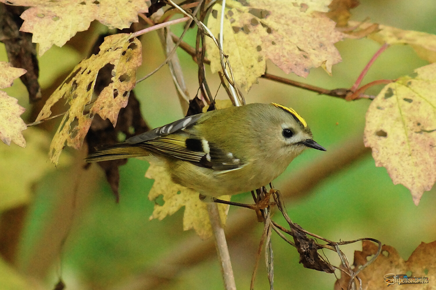В цвет осени