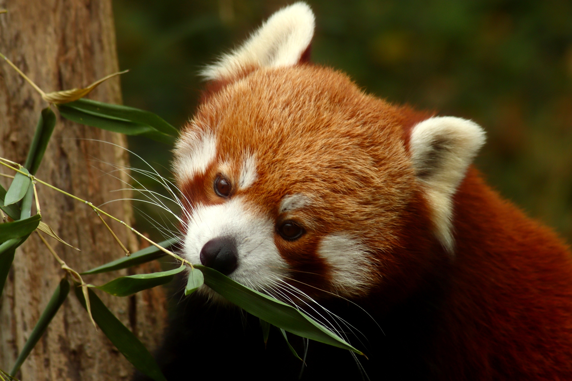 Красная панда