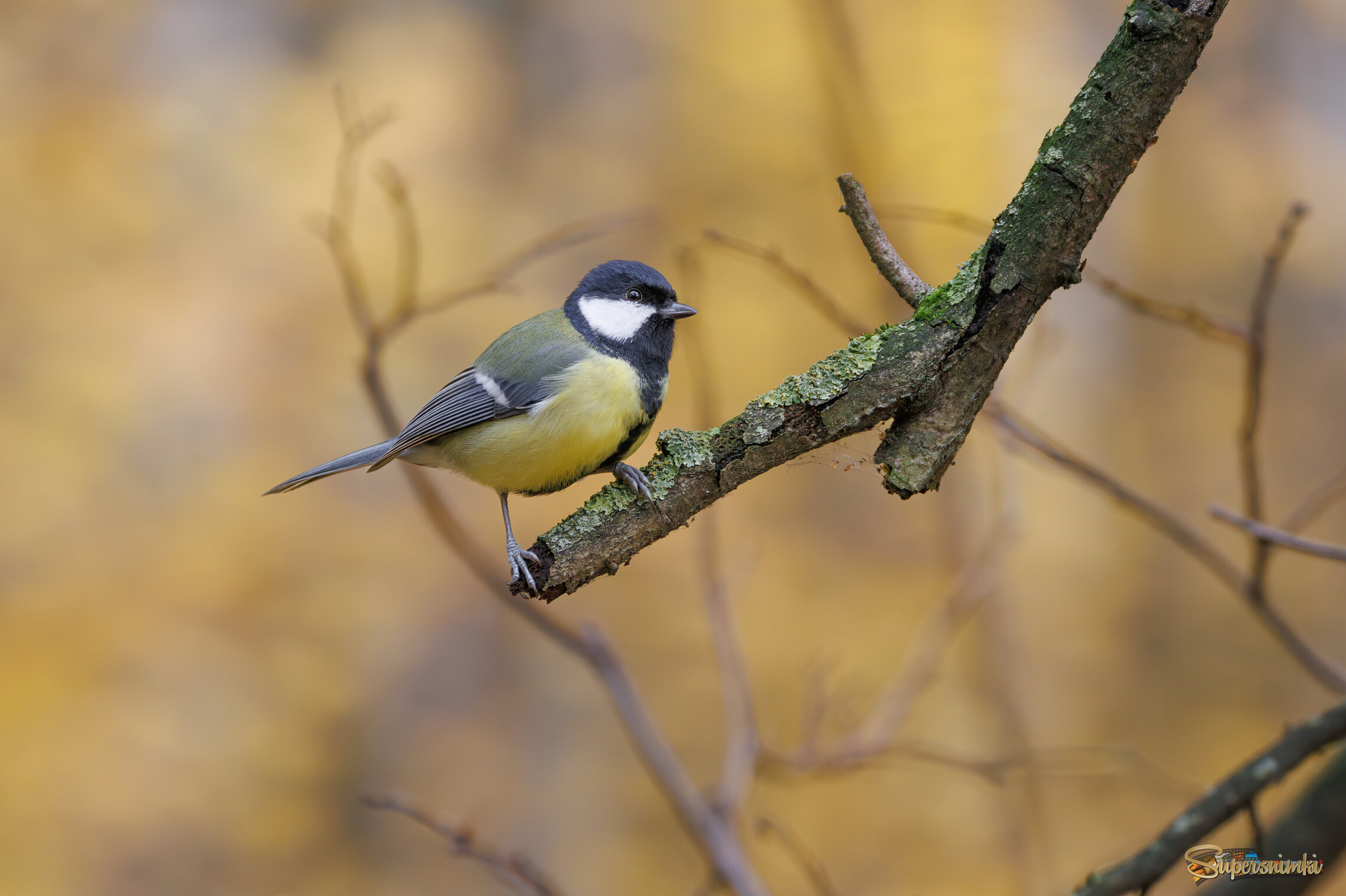 На ветке октября