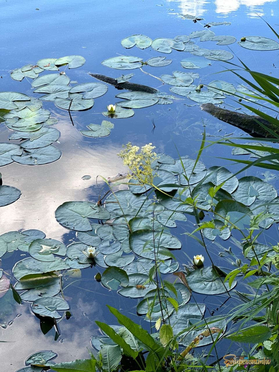 Кувшиночки