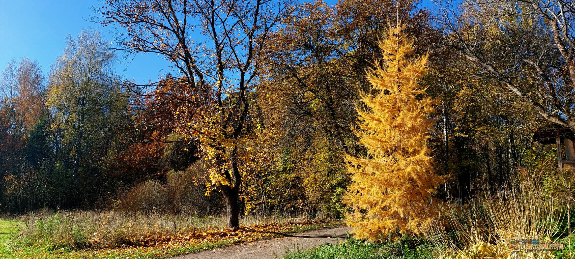 Примадона осеннего бала