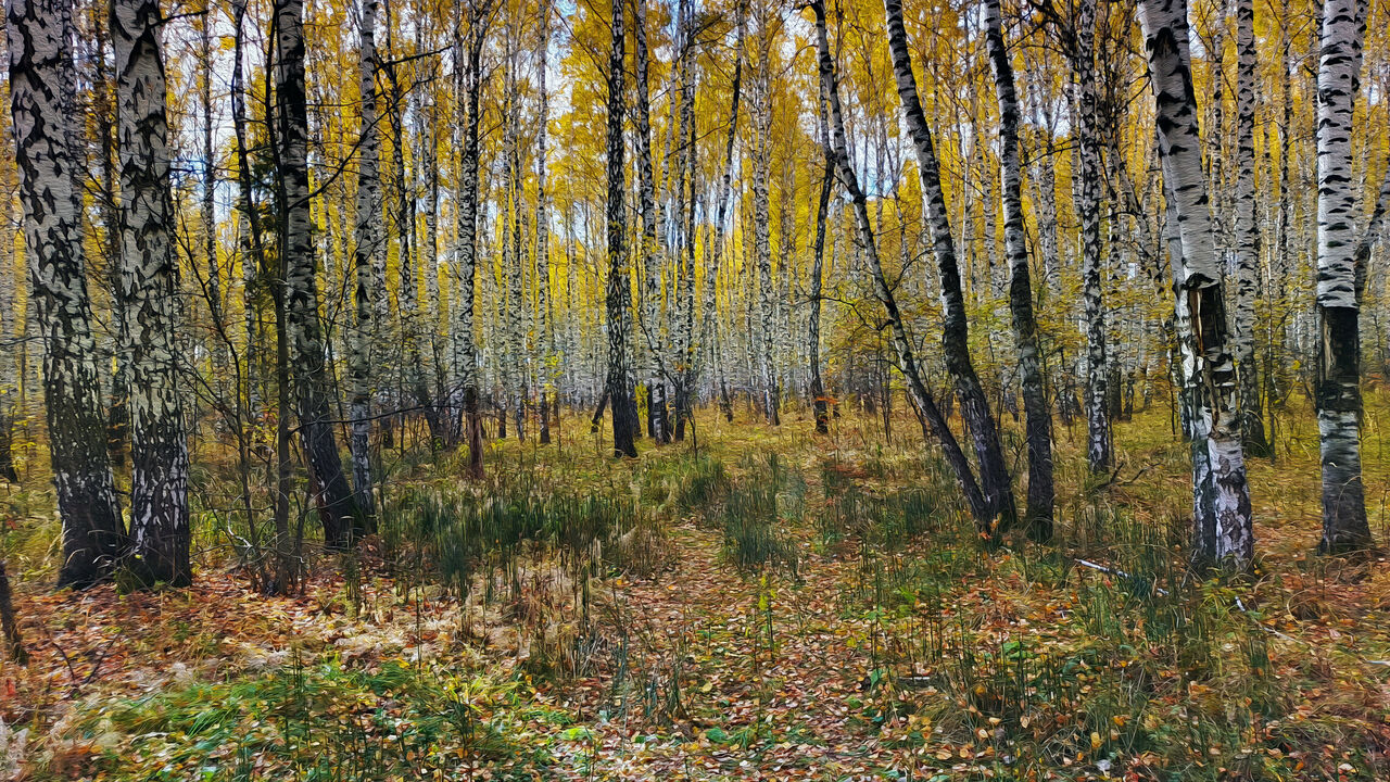 Осень в Тюмени