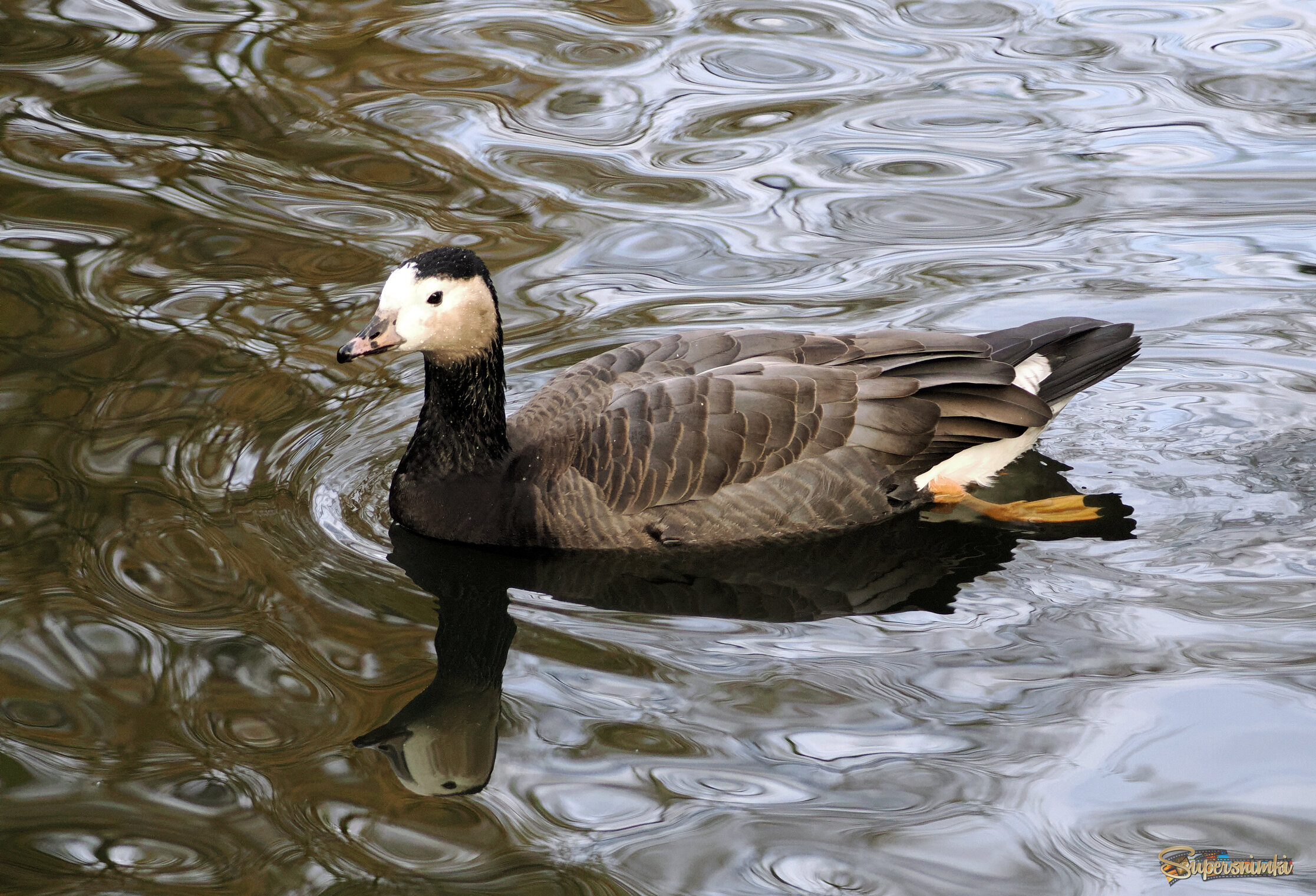Гусь- гибрид белощёкой казарки и канадской.