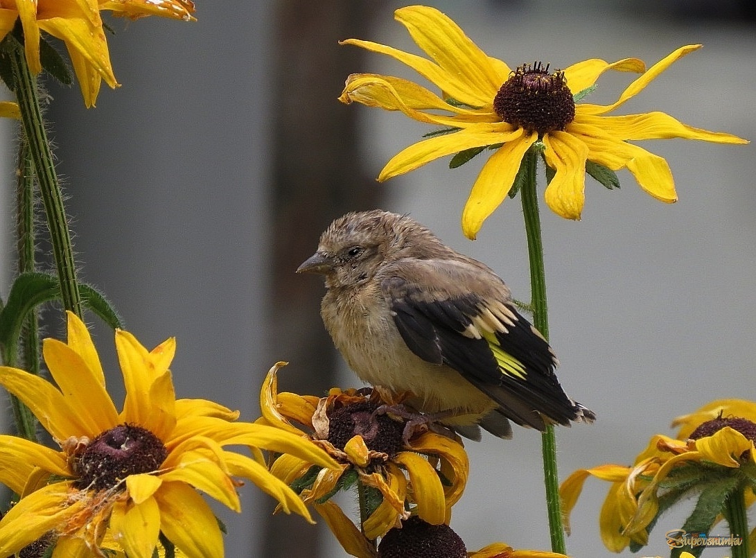 Без семьи...