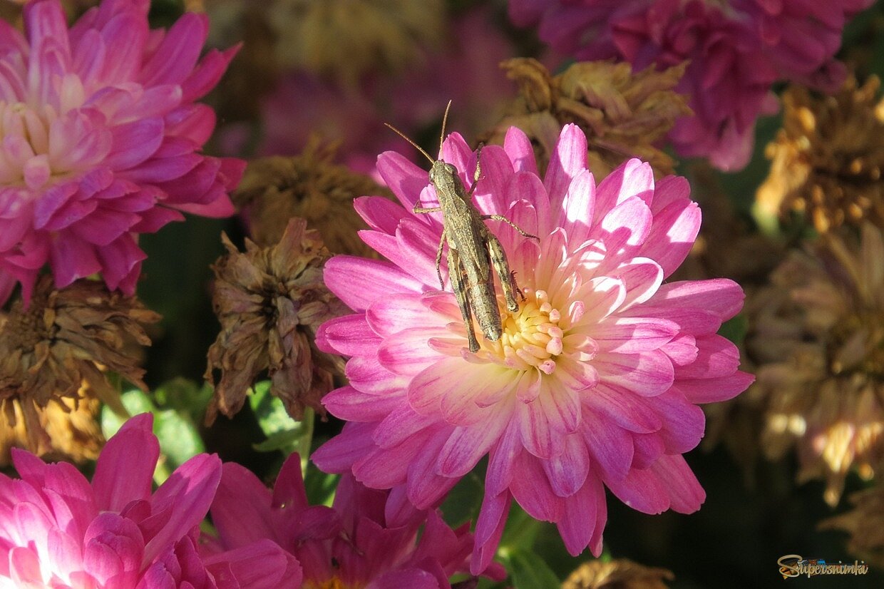 В цветке сидел  кузнечик  ...