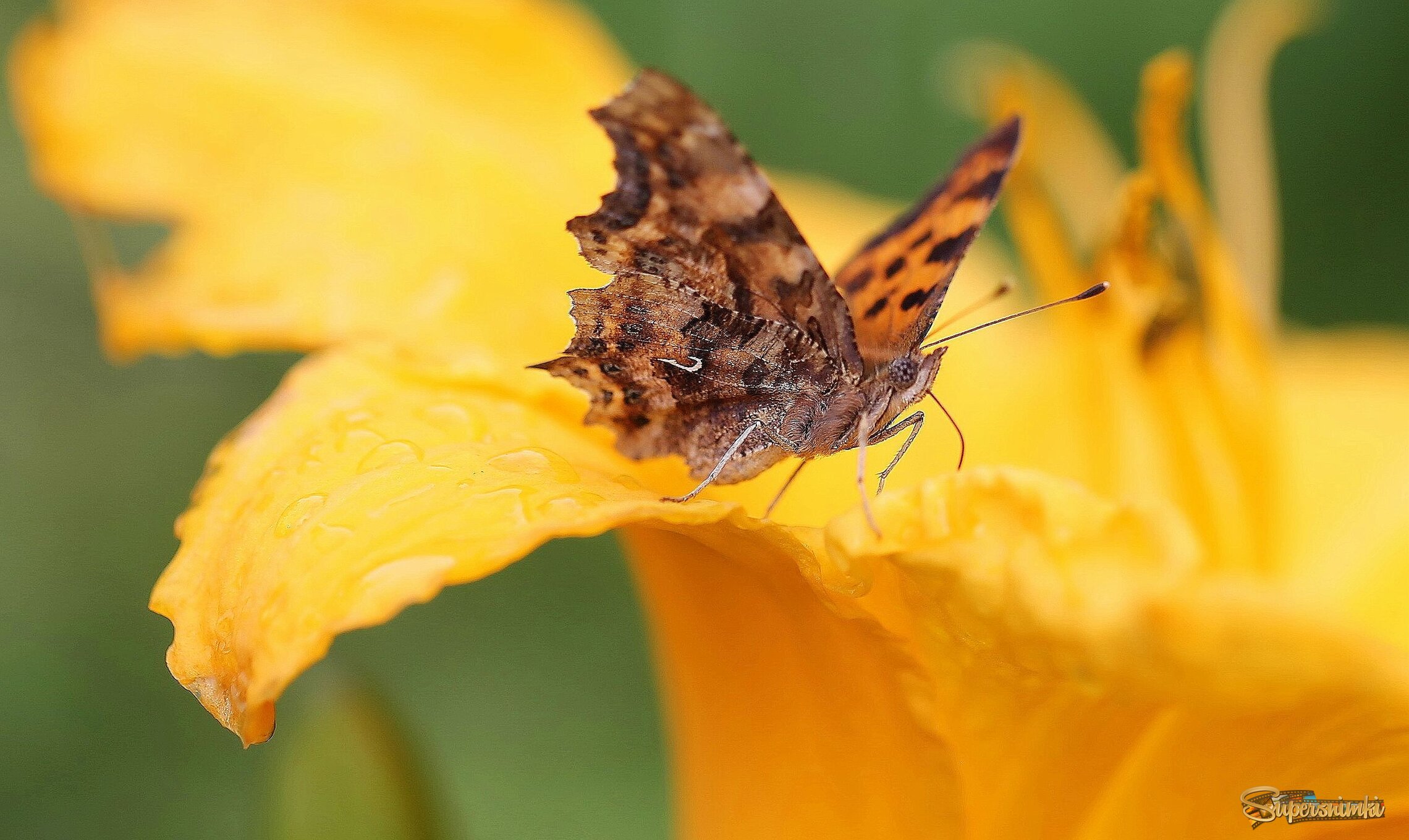 Июльская бабочка