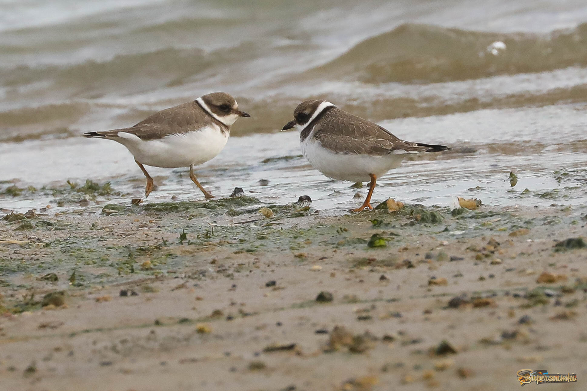 Куда это ты так спешишь?
