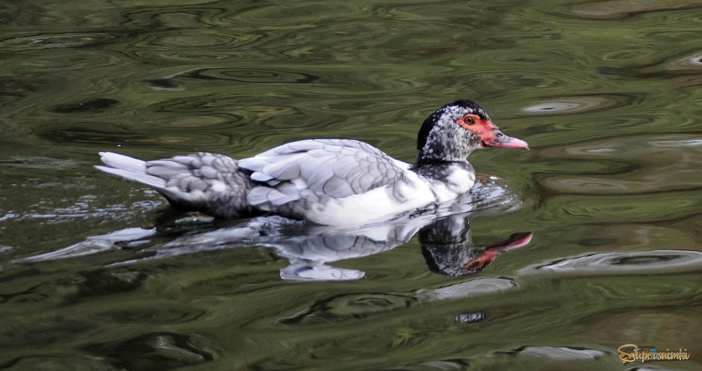 Мускусная утка.