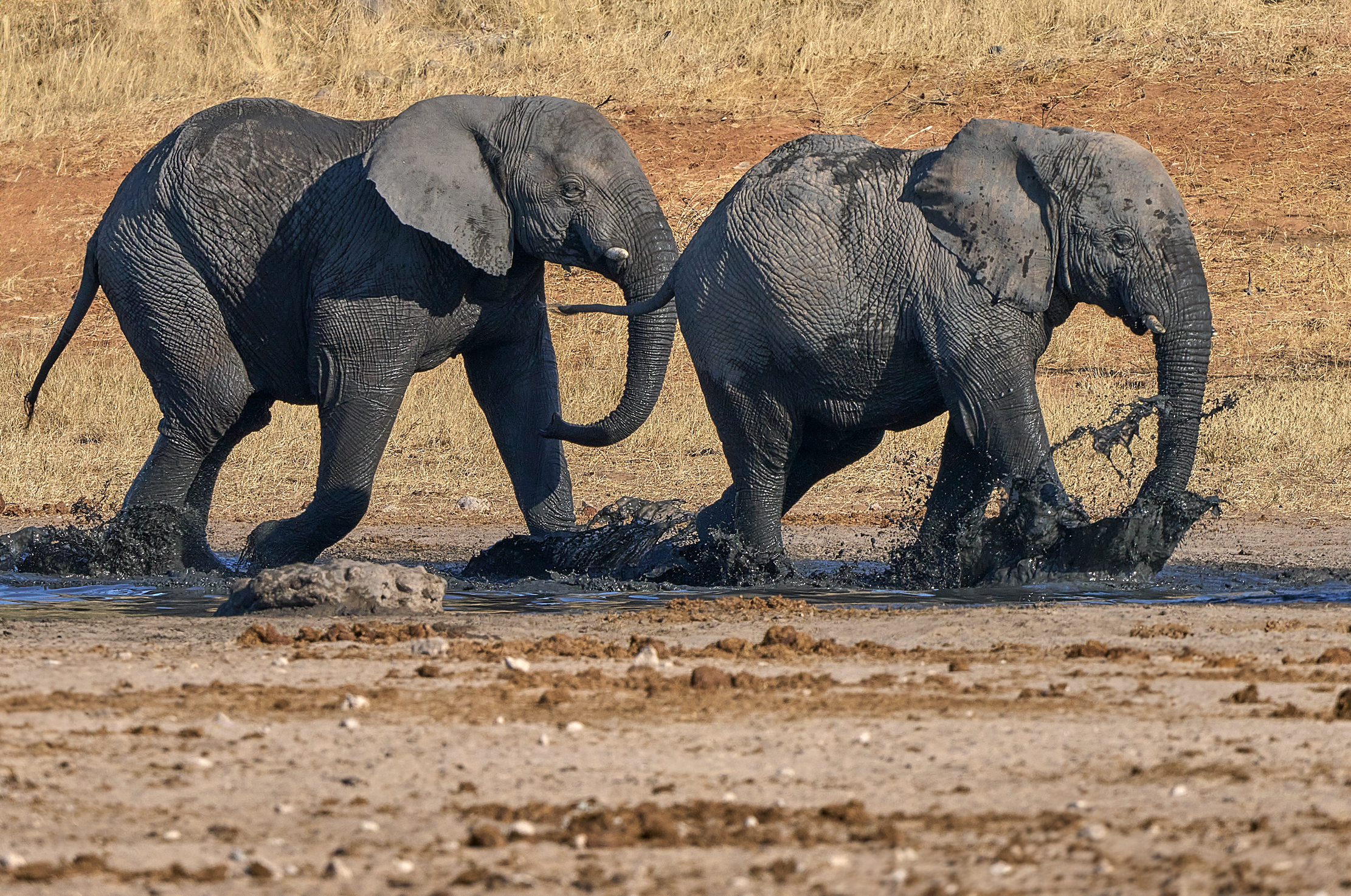 Намибийские истории...