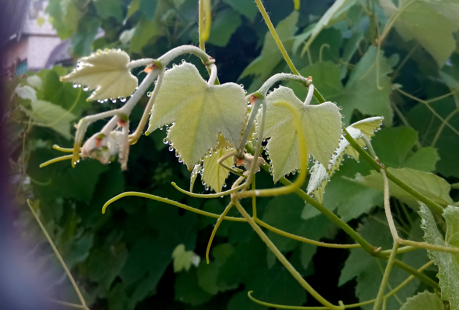 Серия "Детали природы"