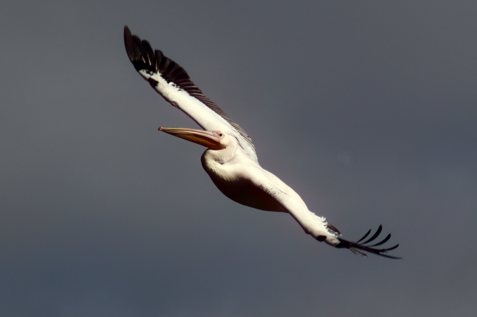 Парящий пеликан