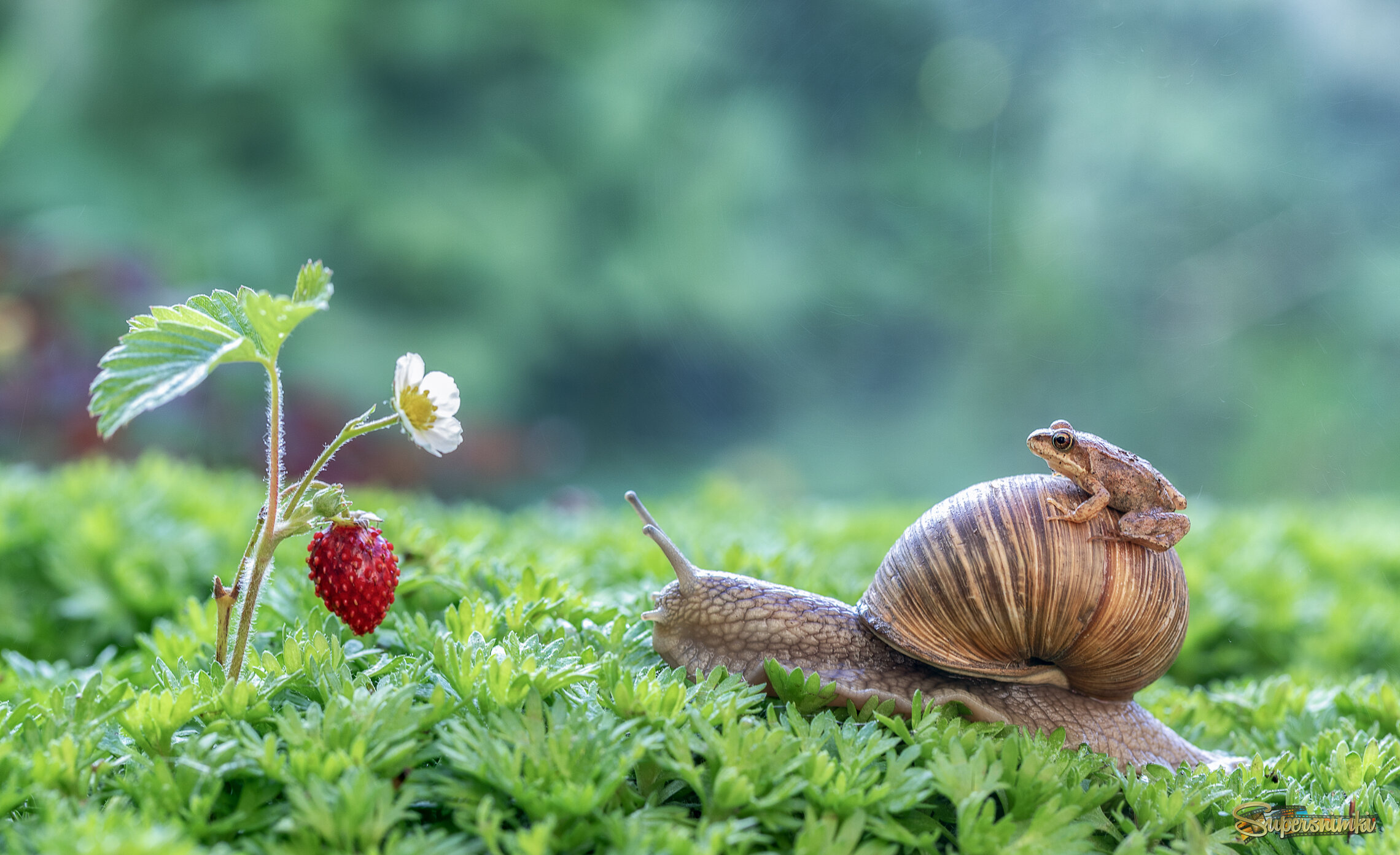 Лягушка-путешественница)
