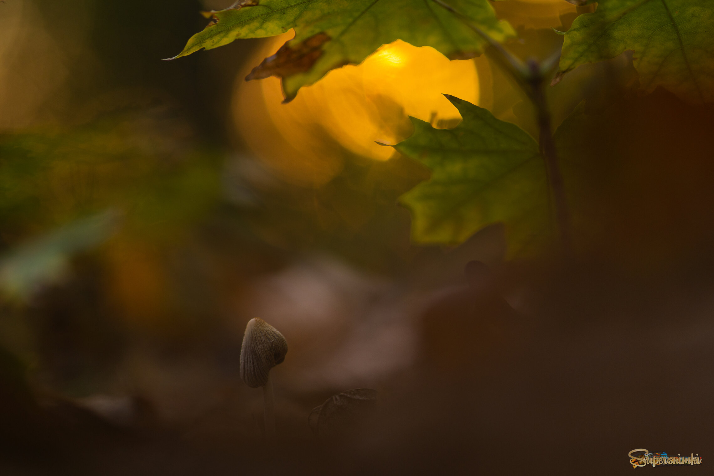 "Осеннее солнце..."