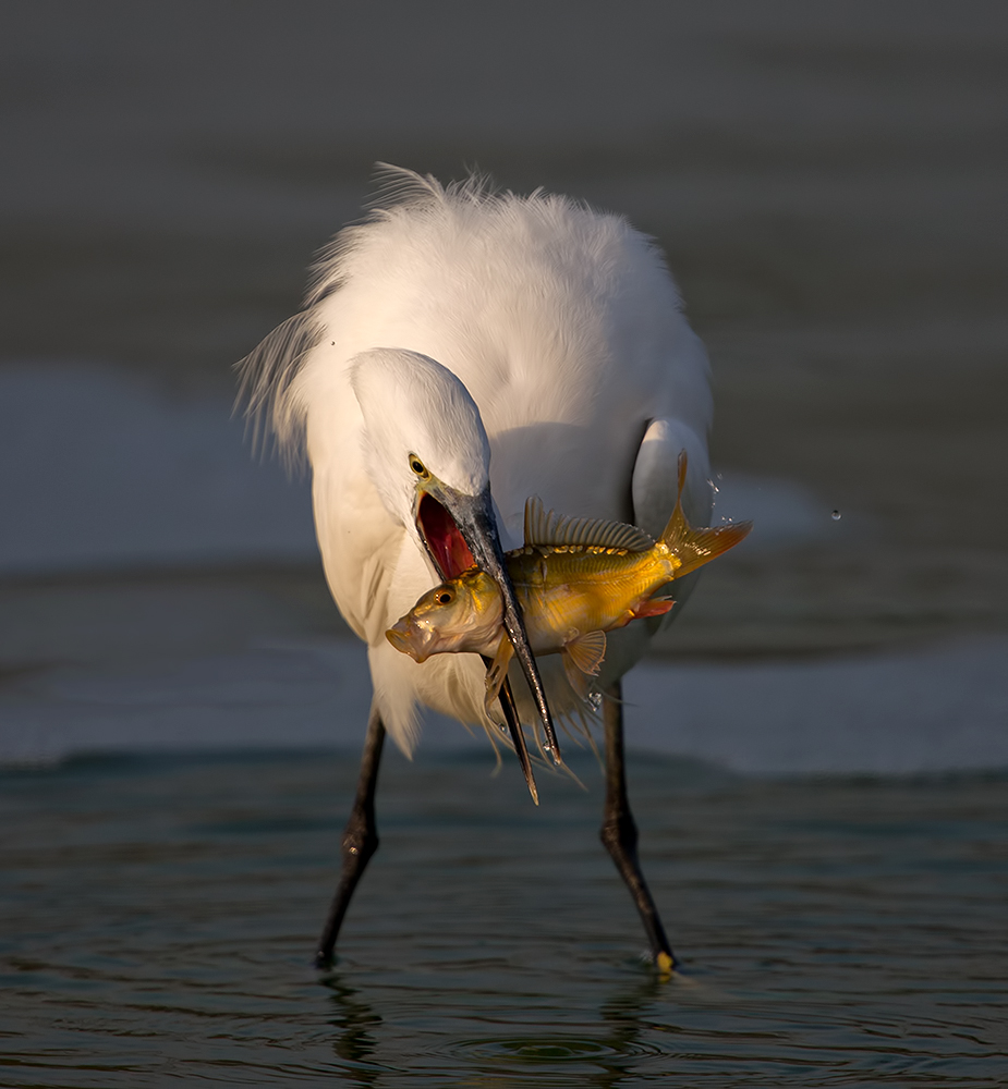 Little Egret -Малая белая цапля c добычей