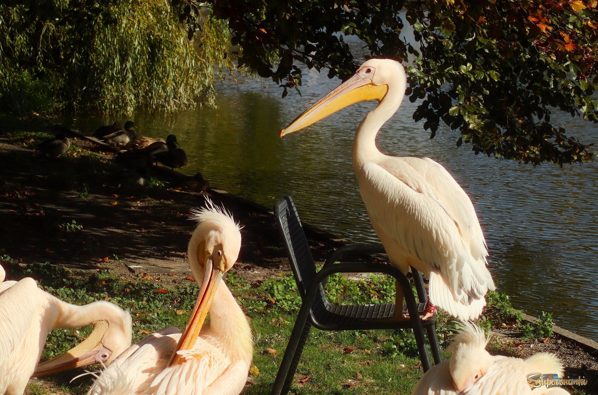 Сейчас я расскажу стихотворение