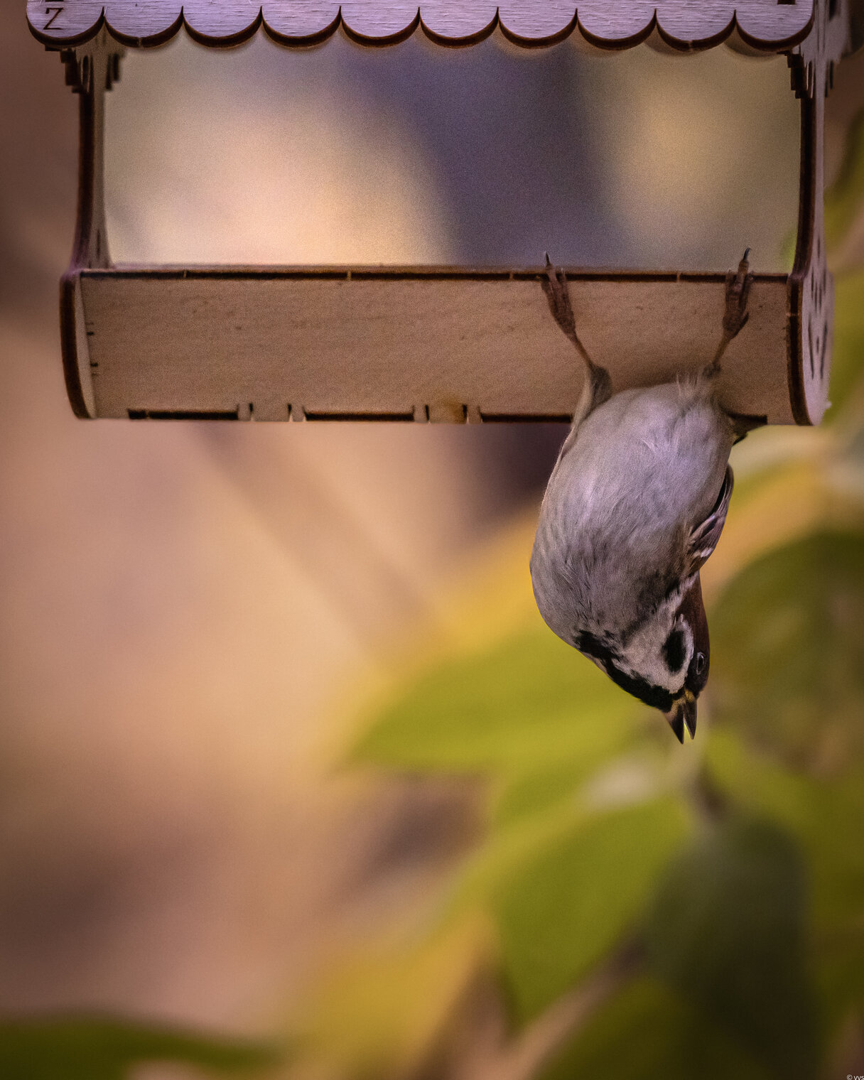 Семечки были сильно забористые 