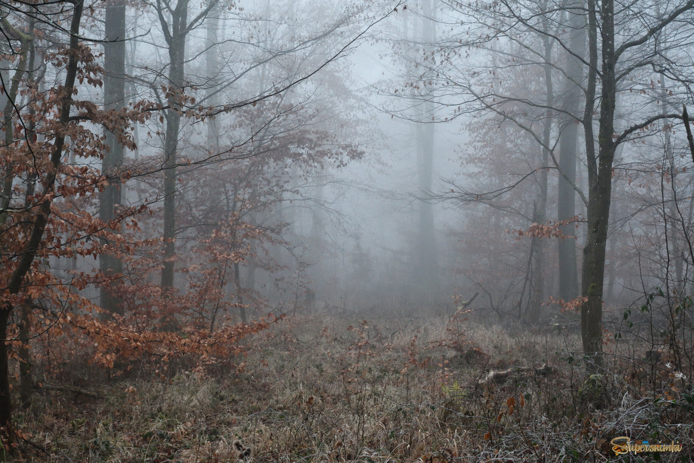 Утро туманное