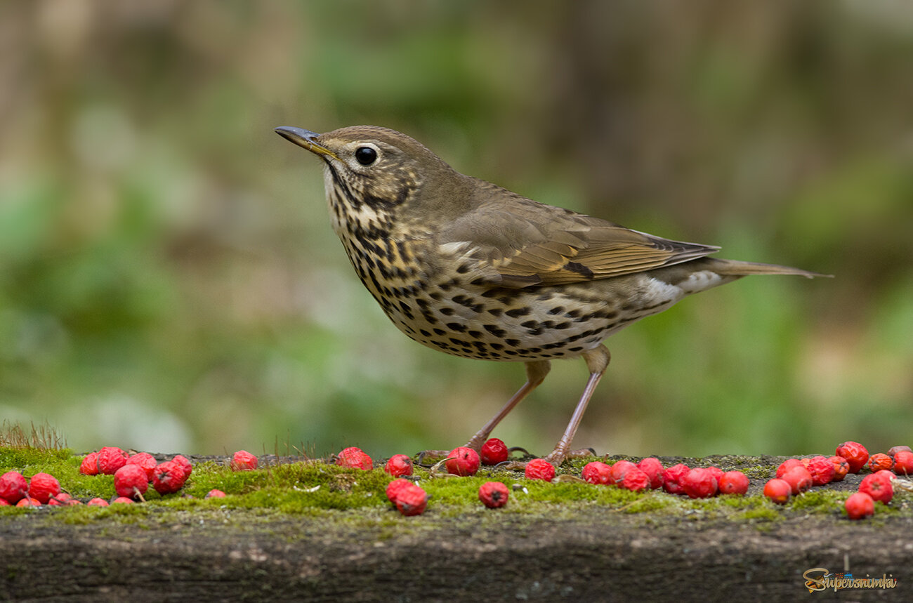 Стол накрыт, кушать подано...