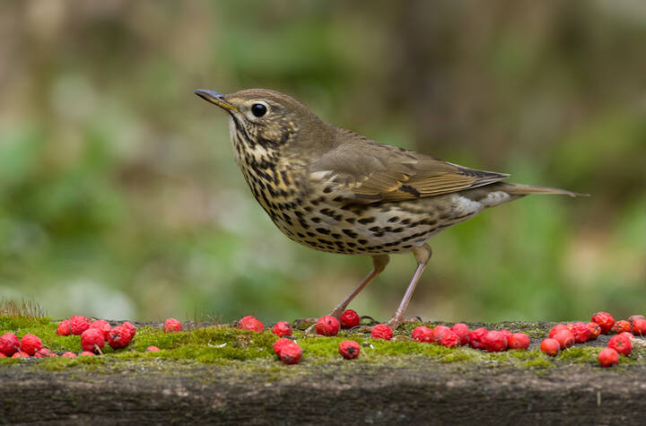 Стол накрыт, кушать подано...