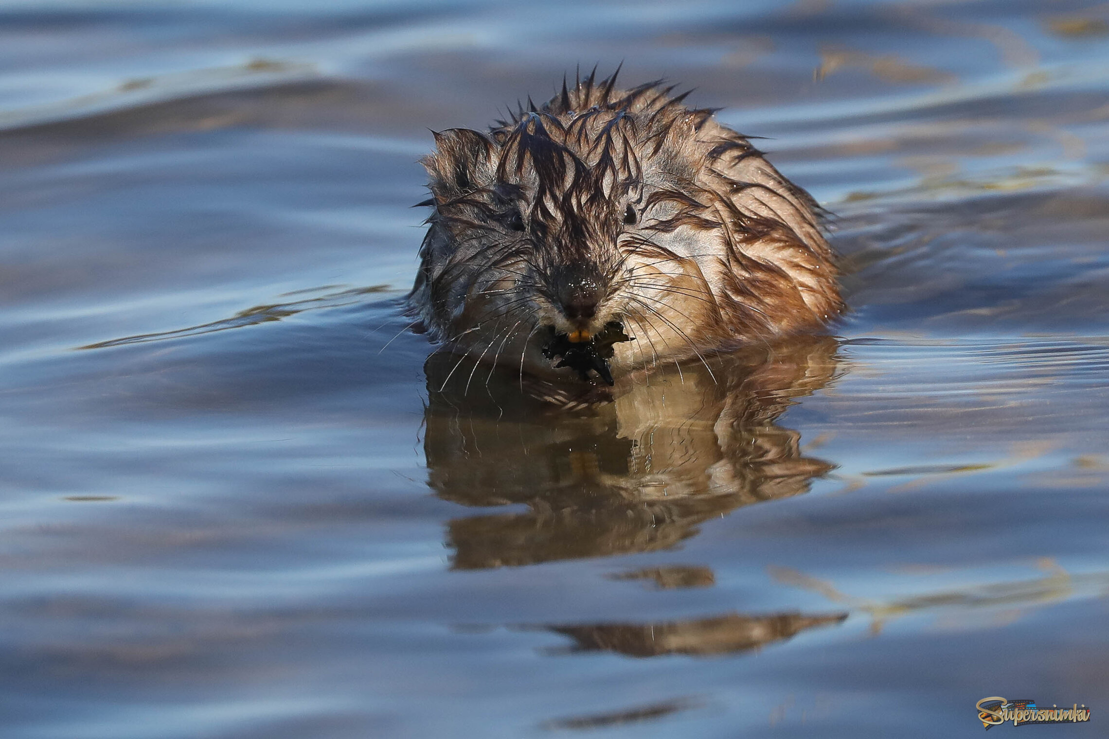 Улыбка ондатры