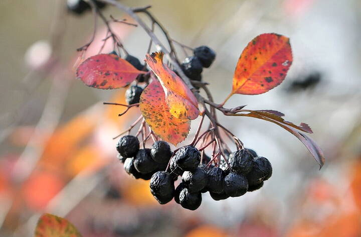Текущая версия