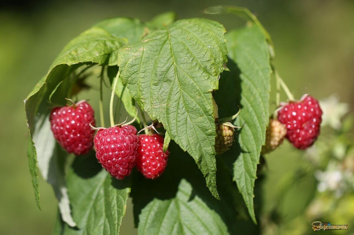 Моя малинка, сентябрь