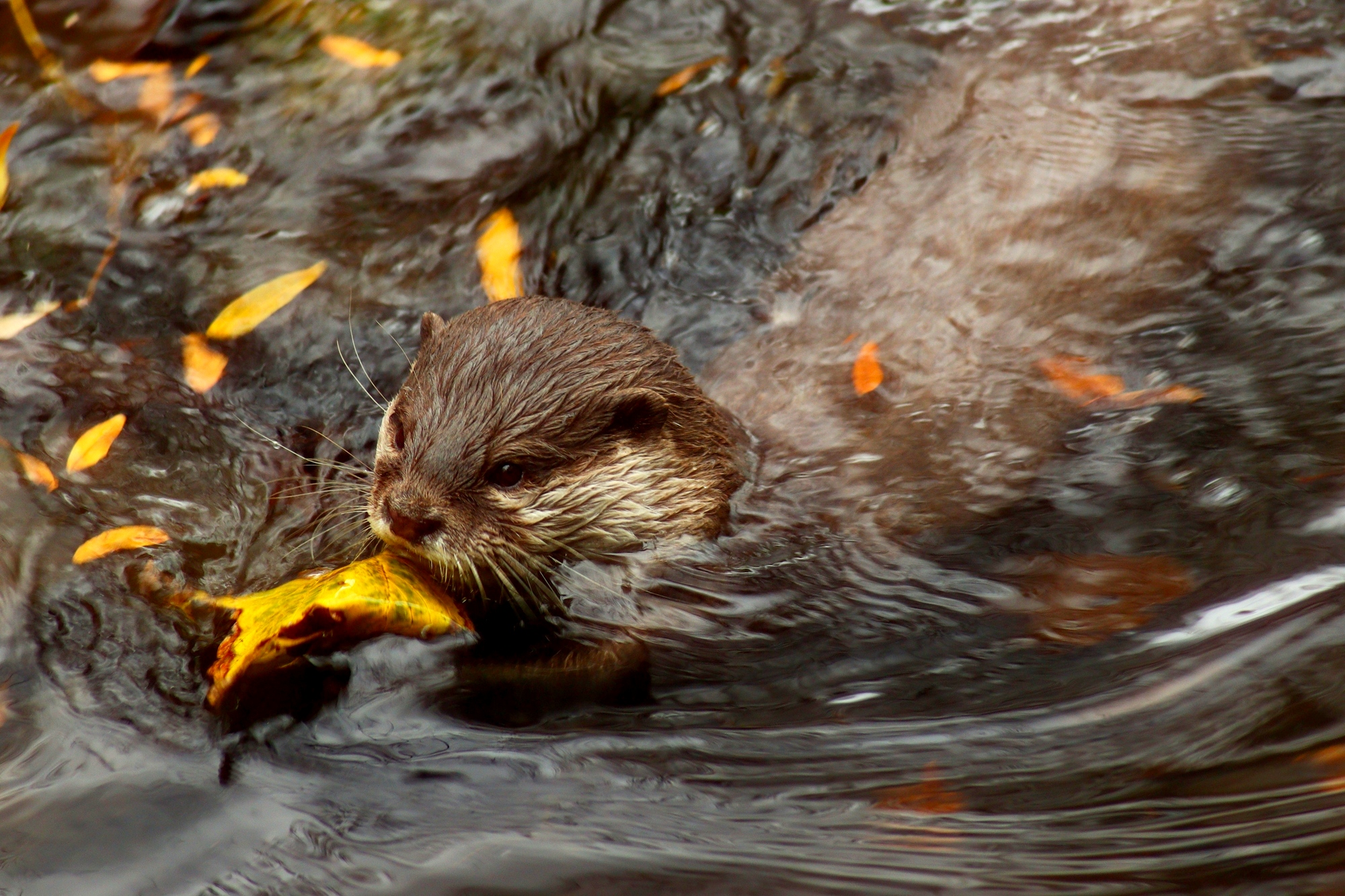 Купание в осенней воде