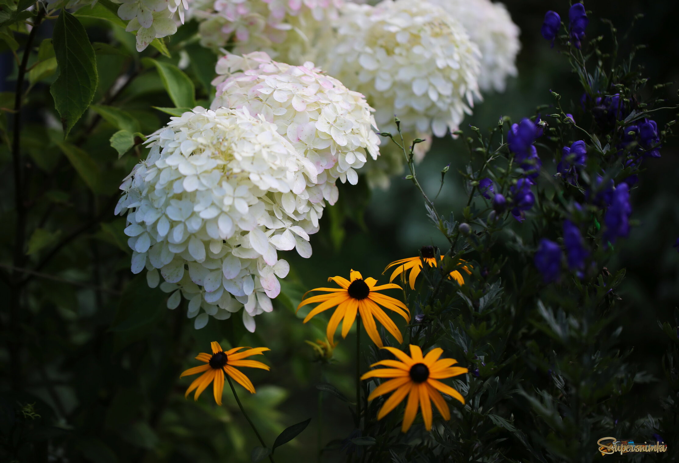 В вечернем свете