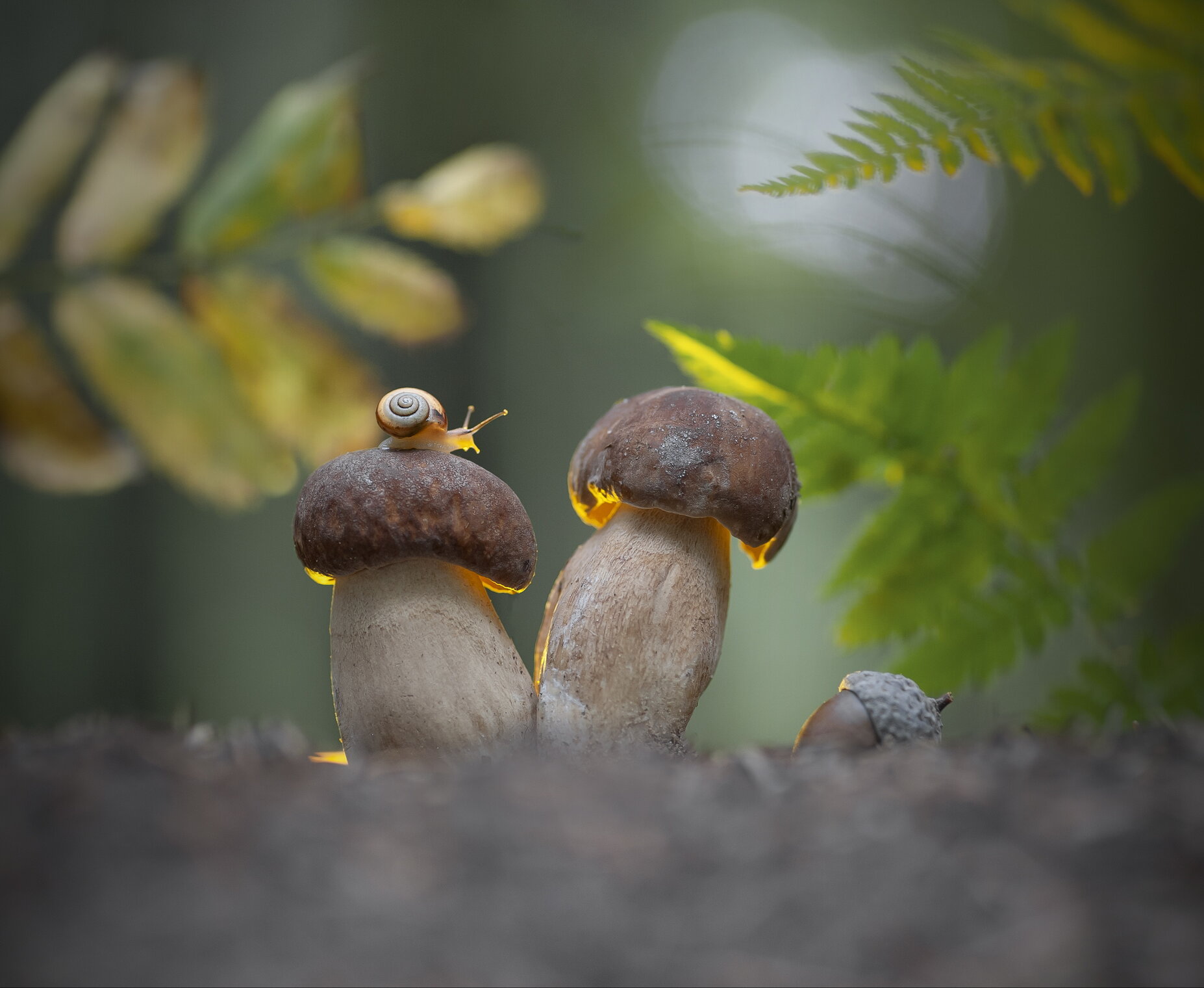 Где один гриб, там и другой...