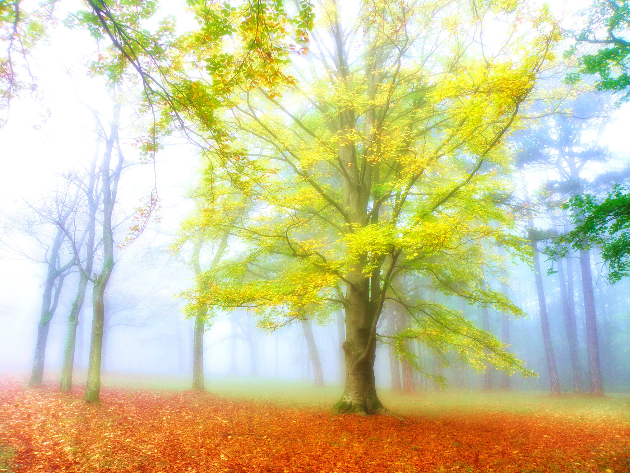 Цветные туманы.