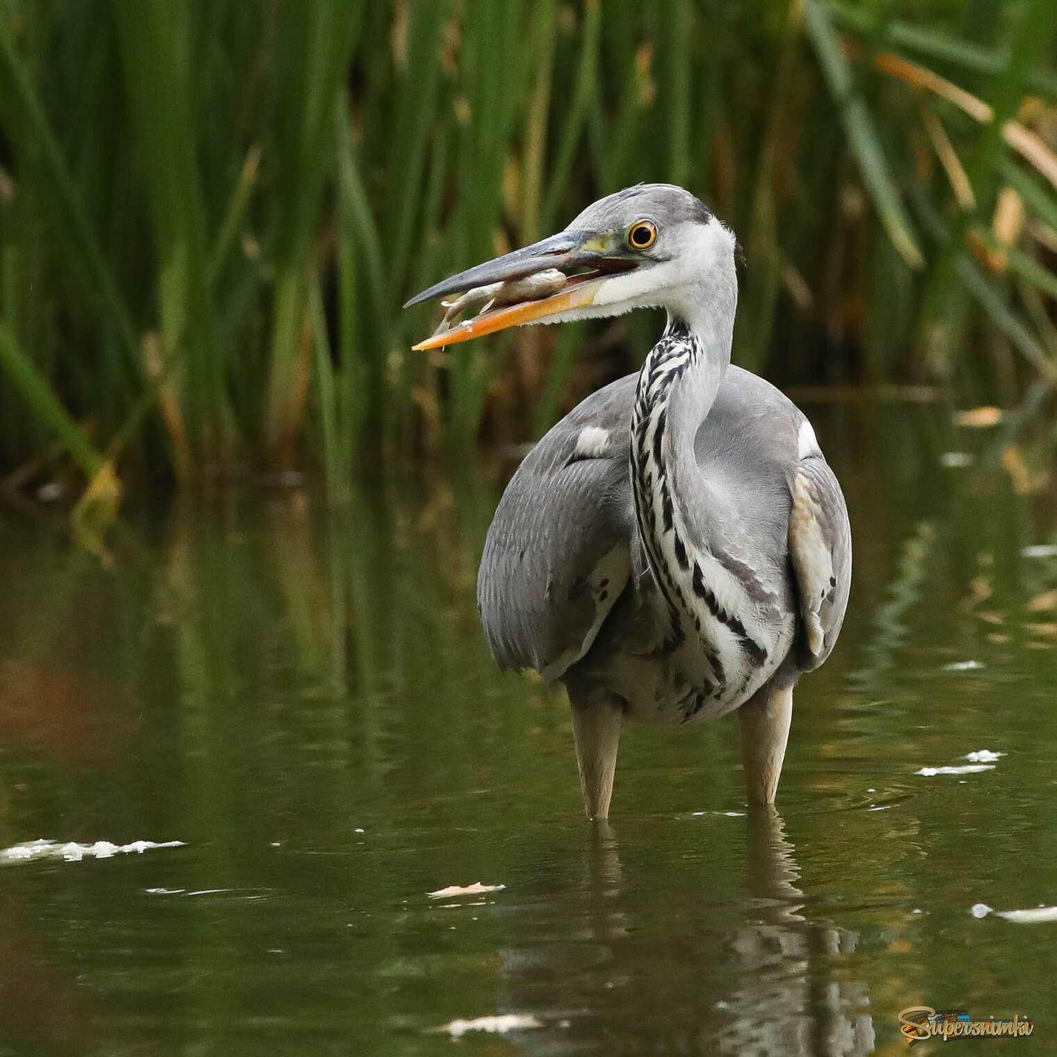 Мелочь, а приятно