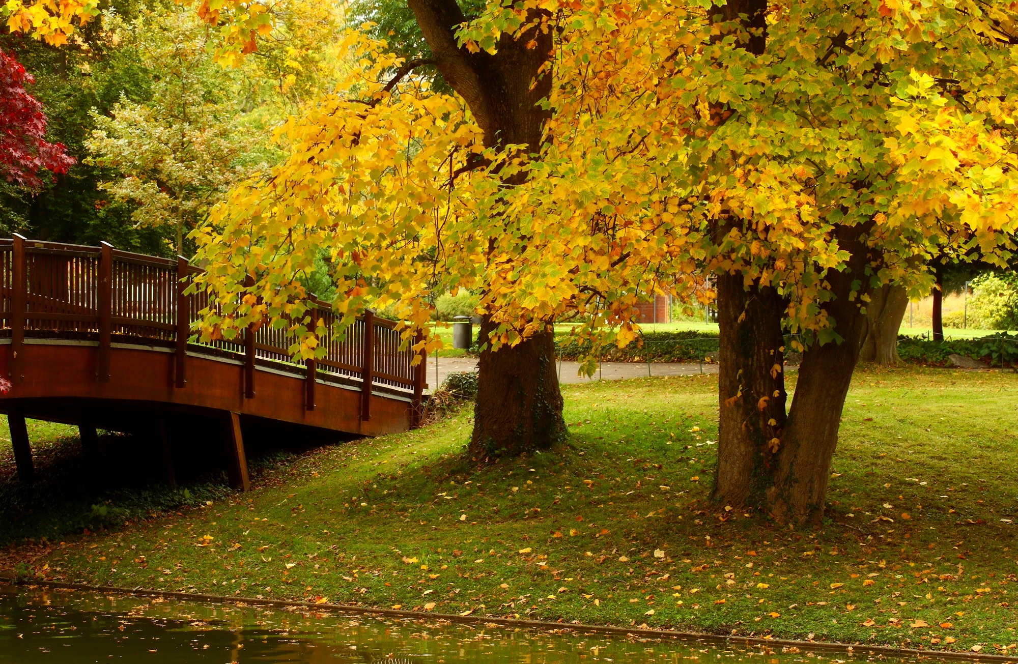 Осень золотая