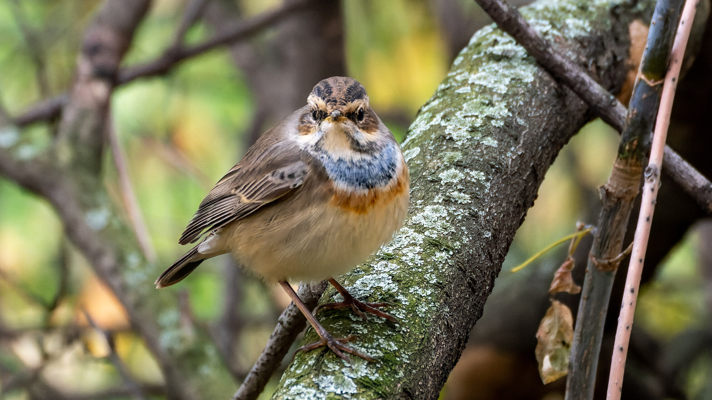 Осенний варакушка 