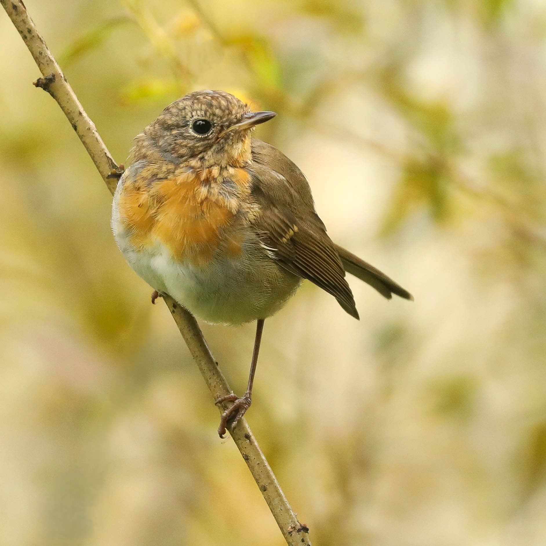 Живопись лета