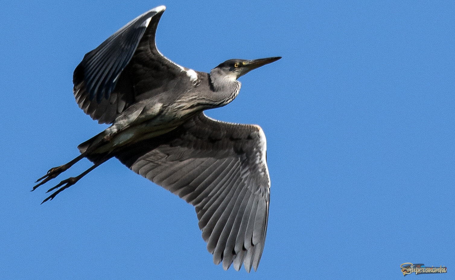 Полет серой цапли.