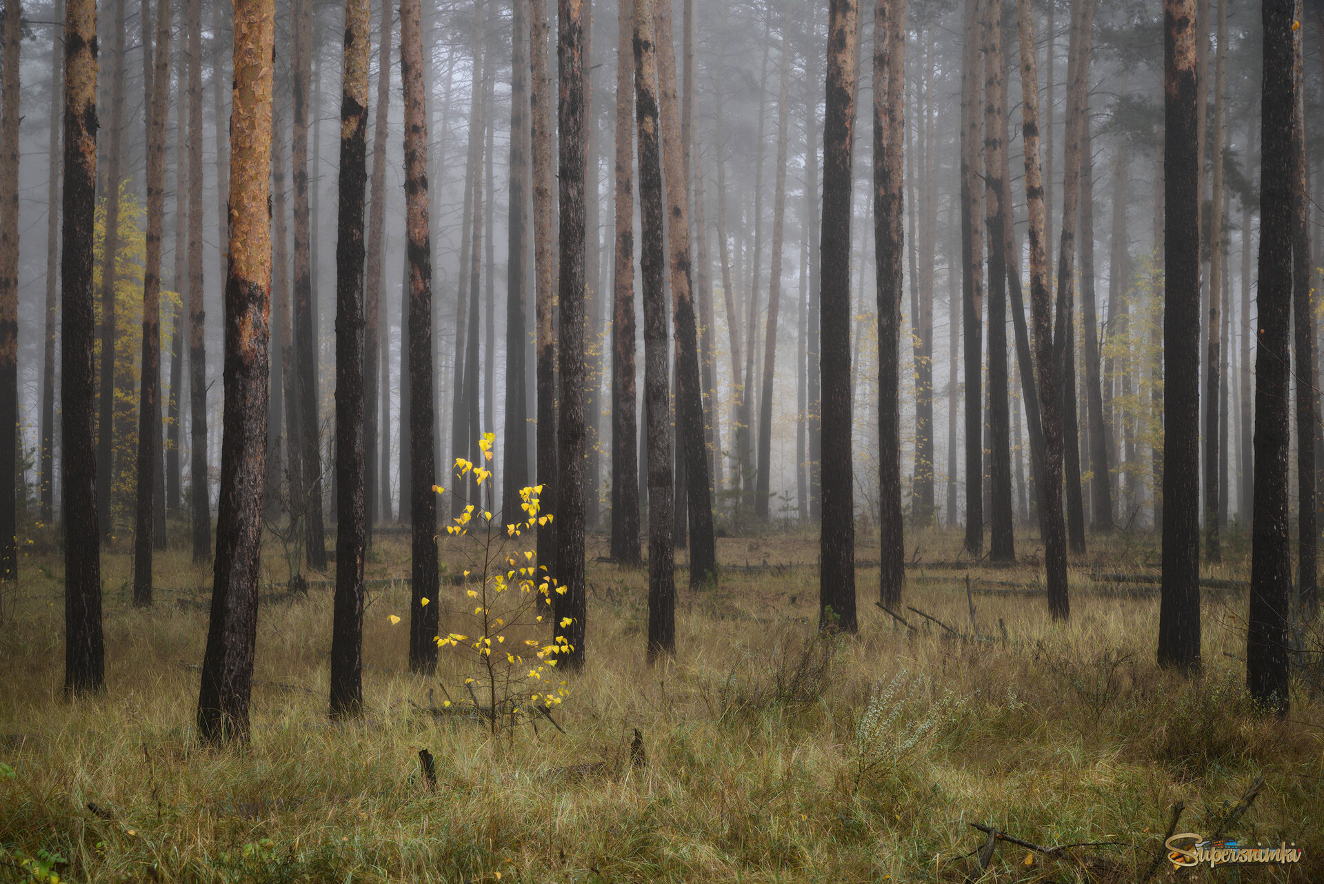 Одна в туманном лесу