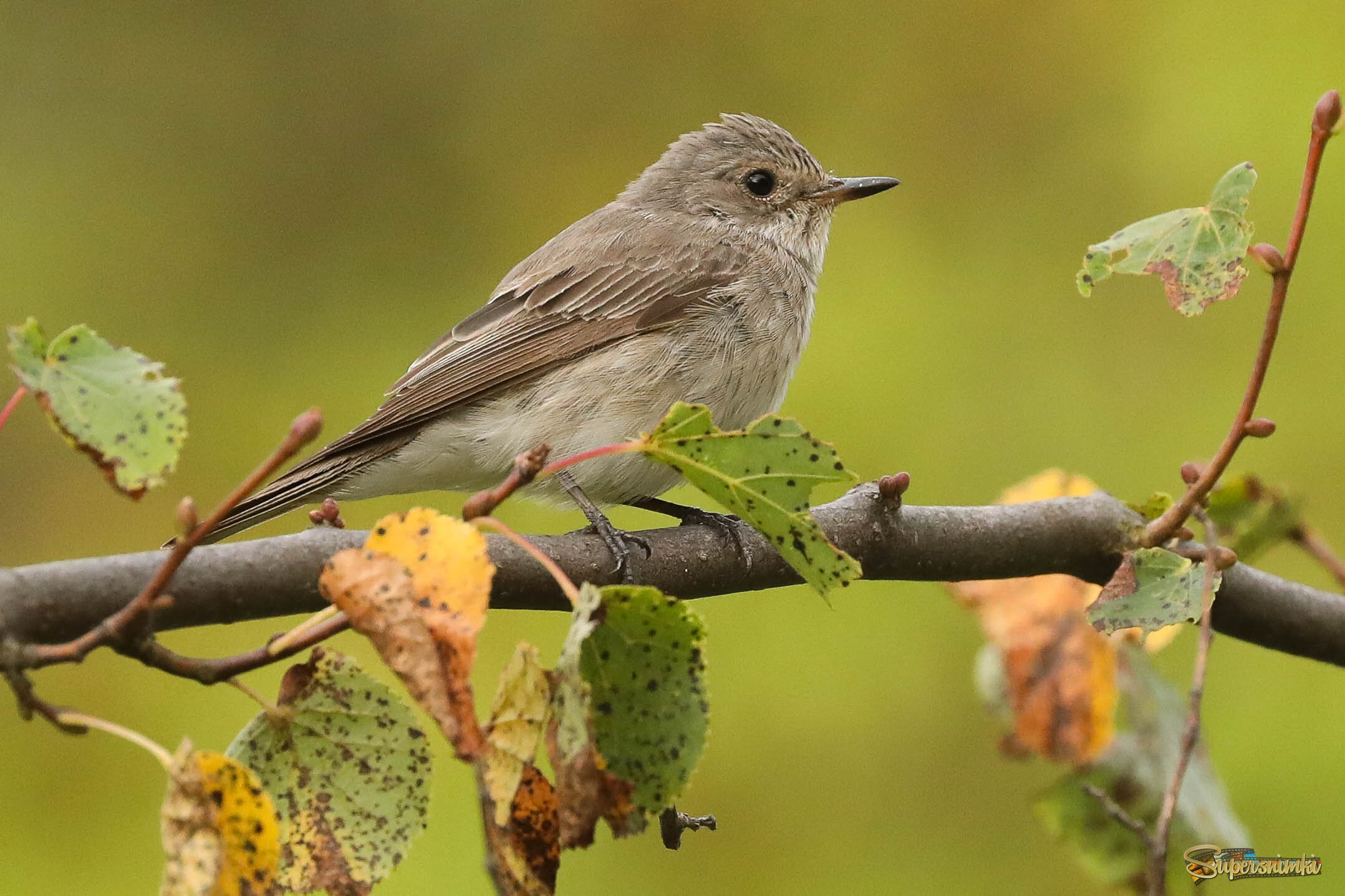 Краски осени