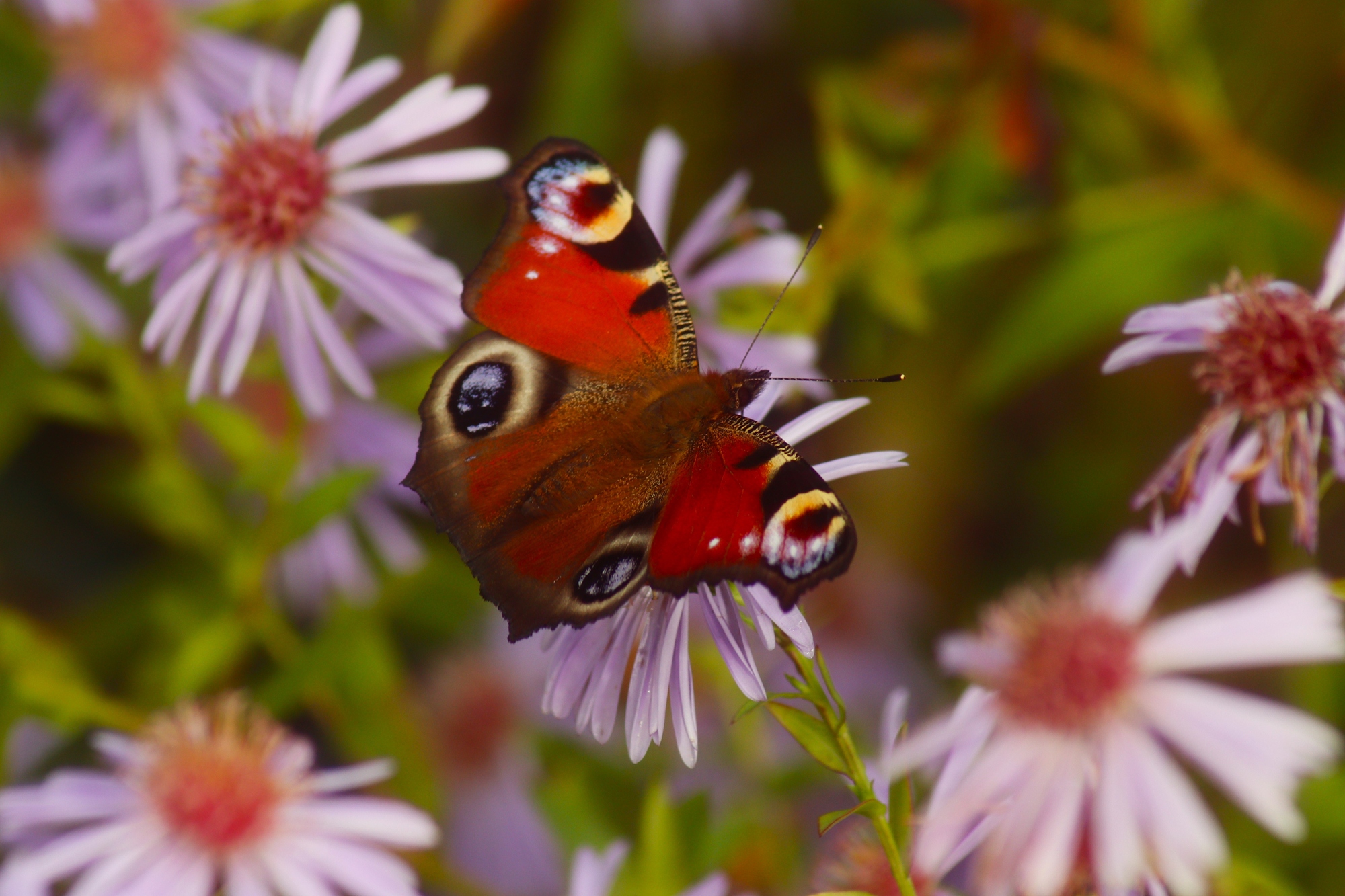 Доброе утро