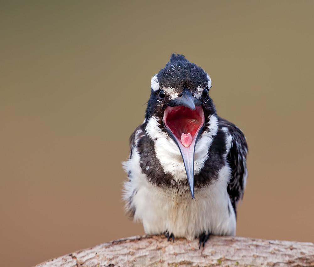 Pied Kingfisher - Малый пегий зимородок