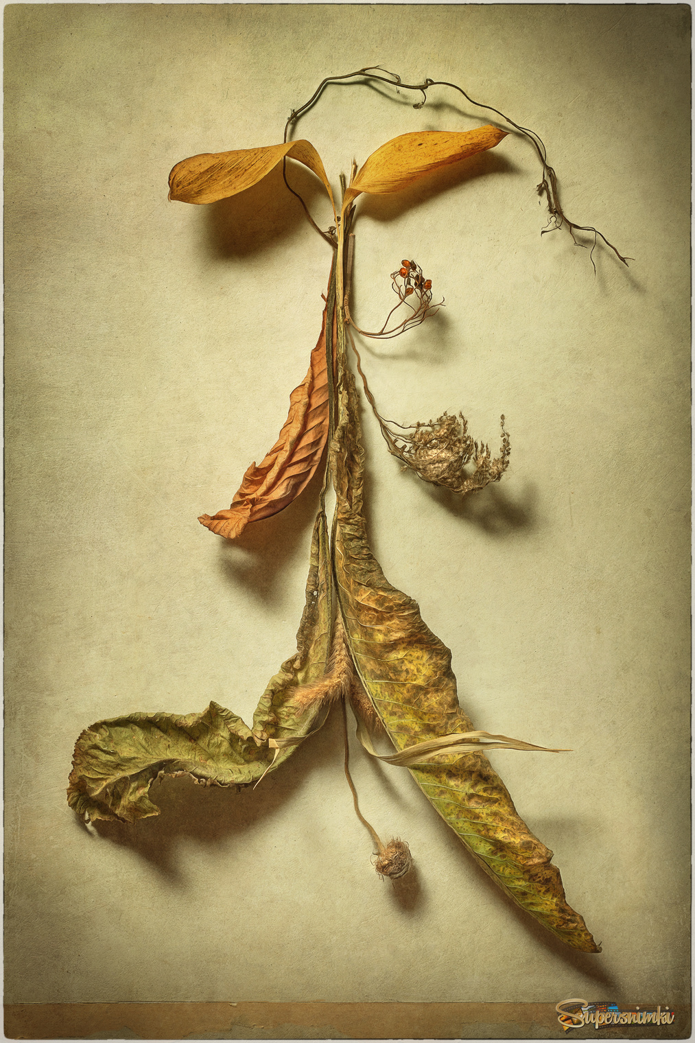 Гербарий осени...