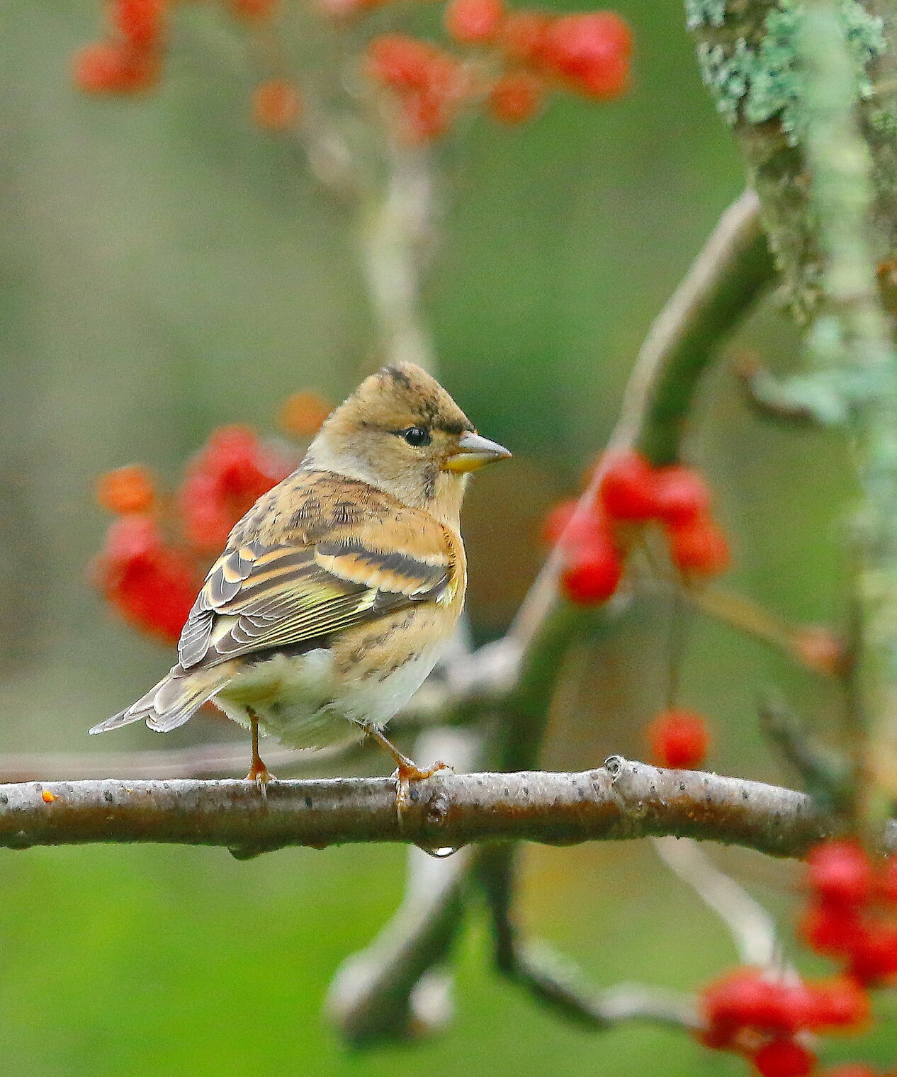 в рябиновом лесу