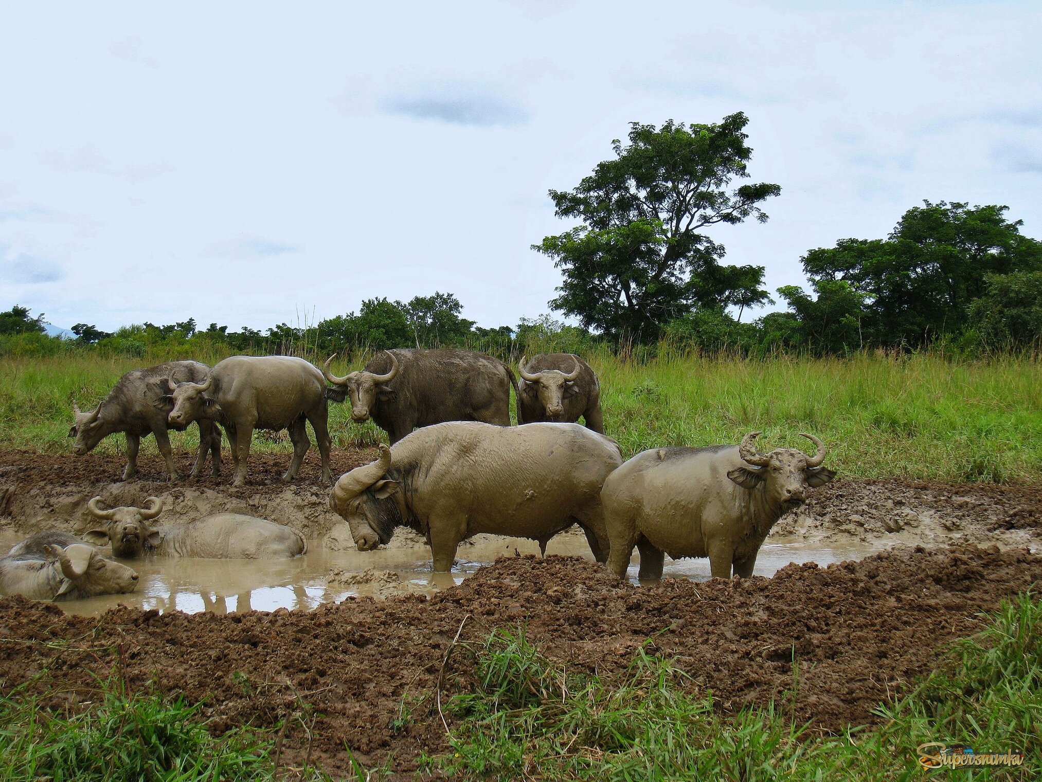 Грязевые ванны в Уганде.