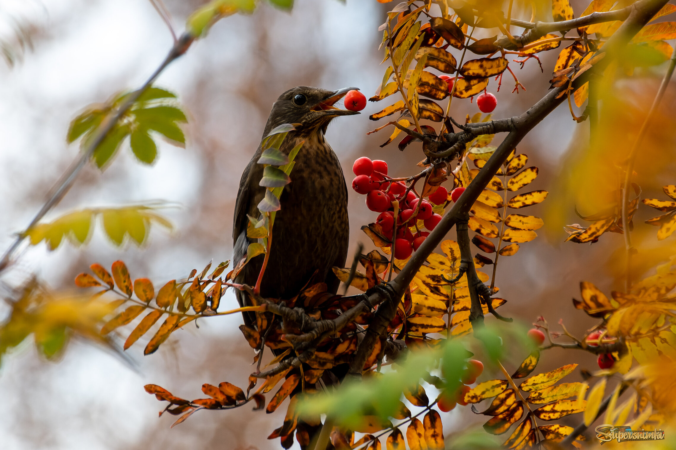Вкусная рябина 