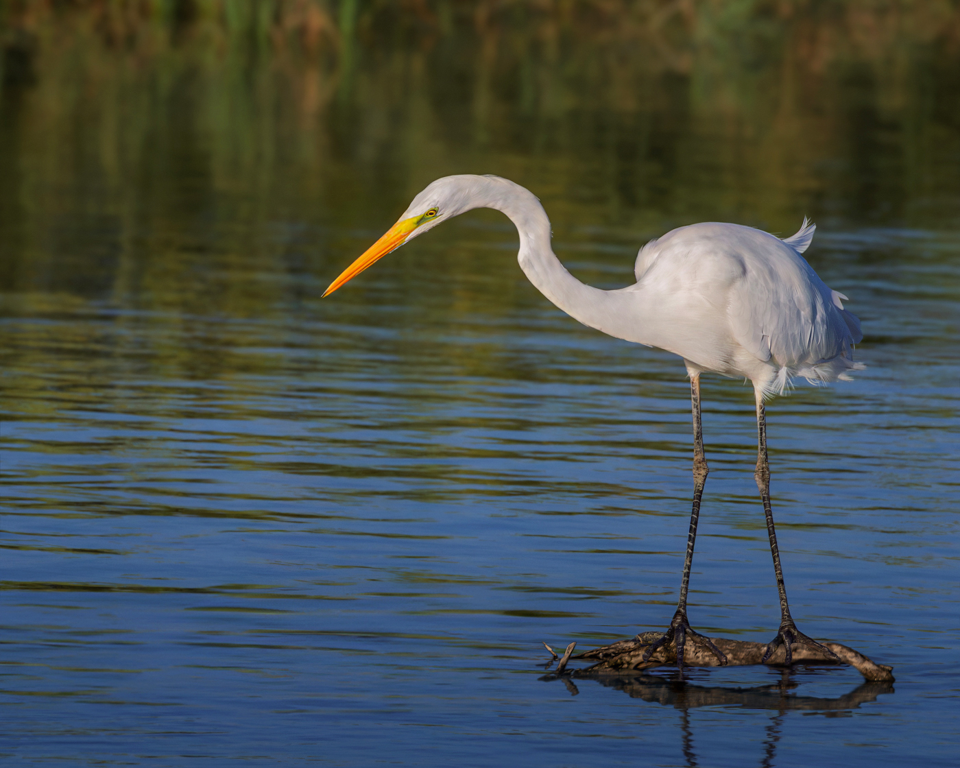 Внимательная
