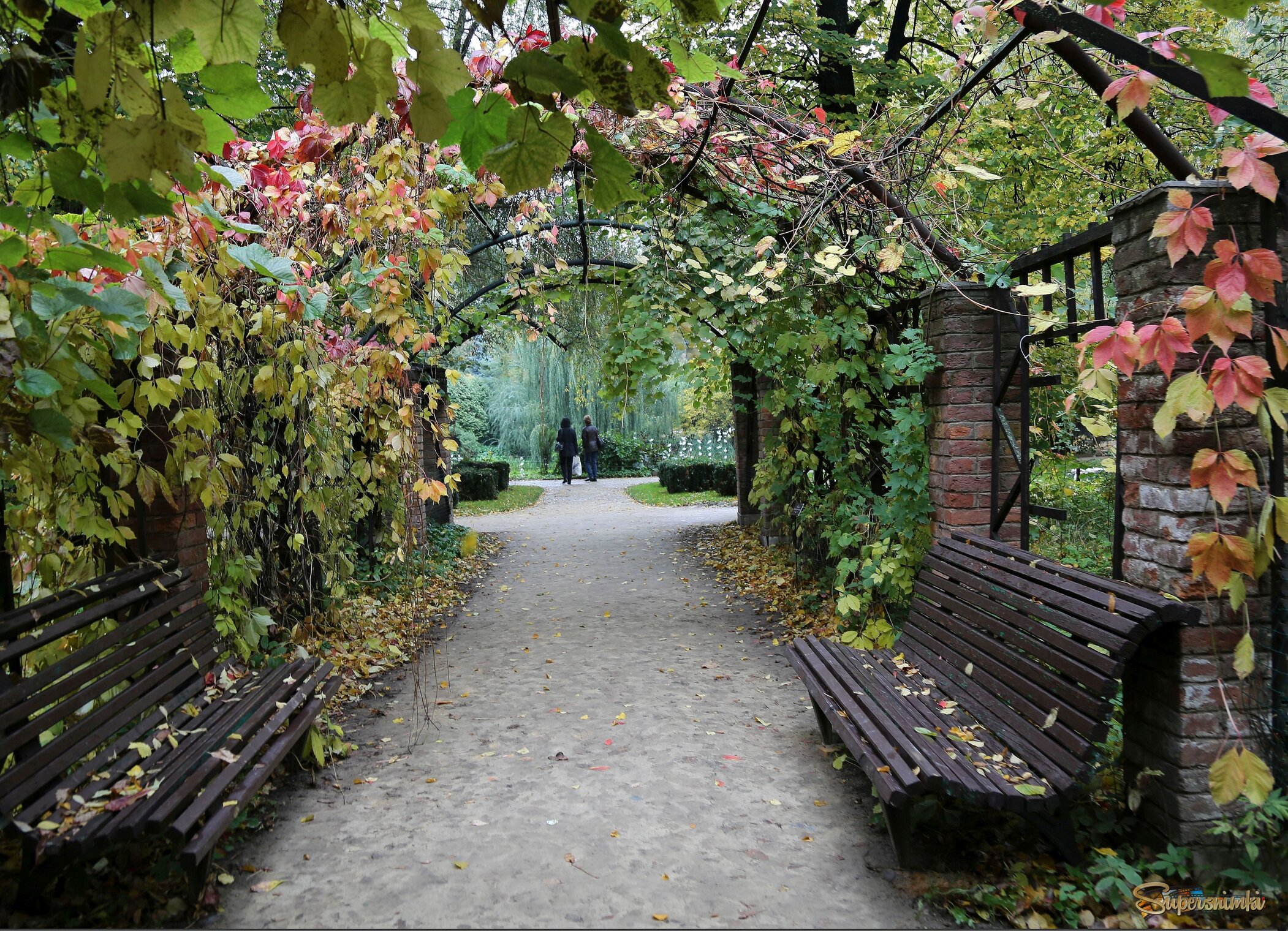 Осенняя красота, Пергола