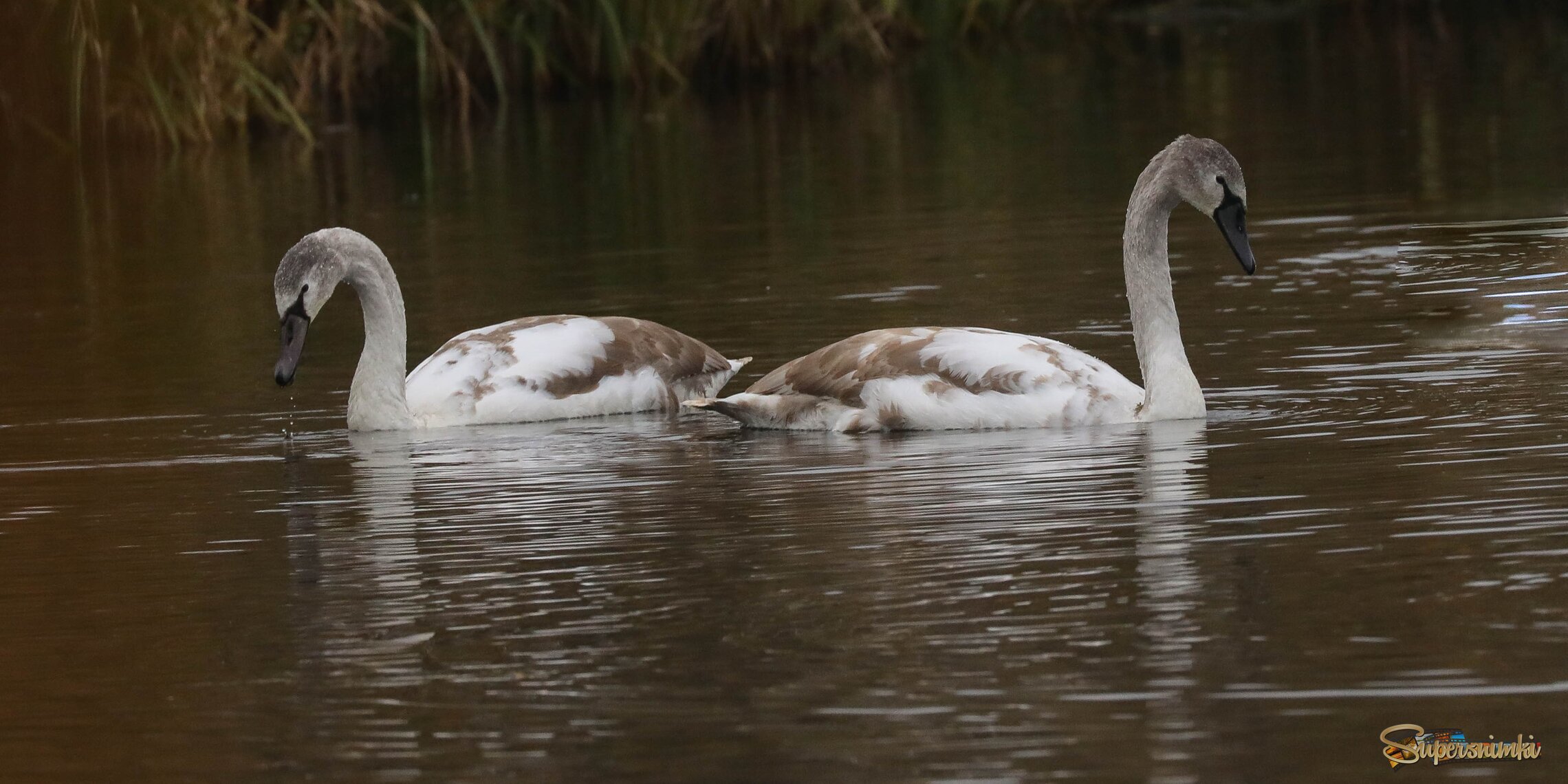 Юные лебеди
