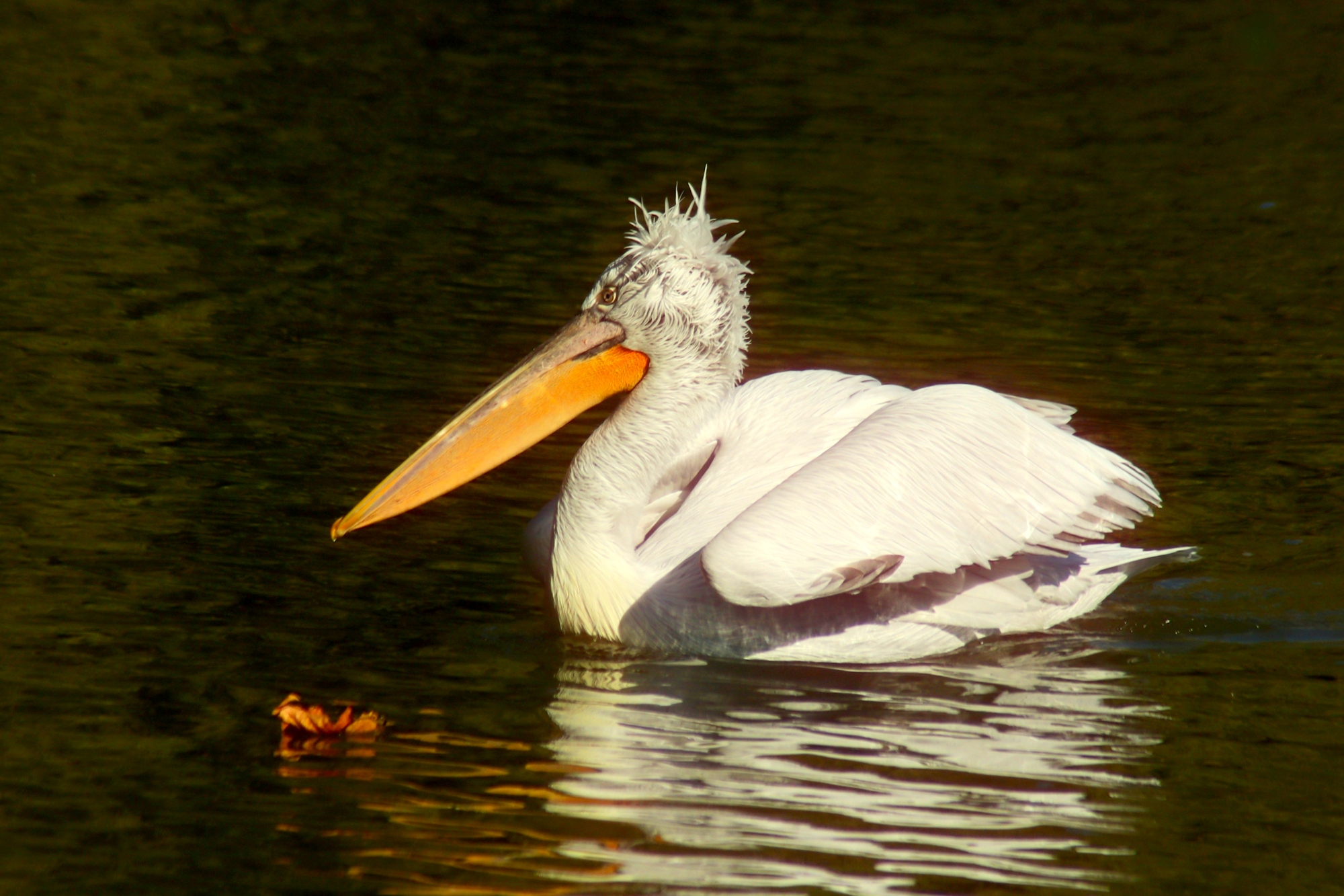 Пеликан и лист осенний